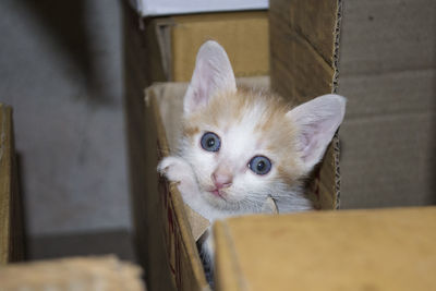 Portrait of cat with kitten