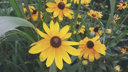 Close-up of yellow flower