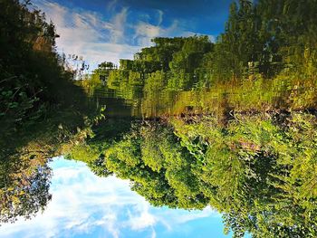 Scenic view of forest against sky