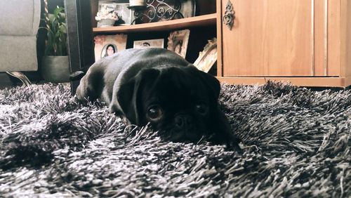 Portrait of dog resting on rug at home