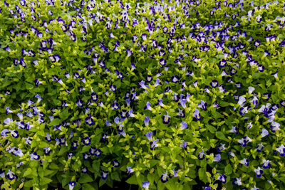 High angle view of purple flowering plants