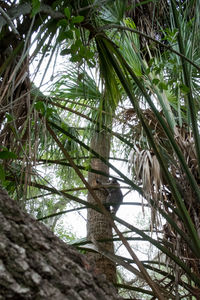 Low angle view of palm tree