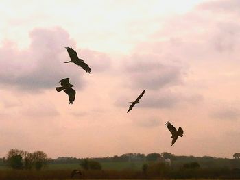 Low angle view of silhouette birds flying against sky