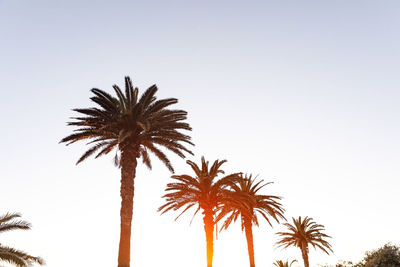 Low angle view of palm trees against clear sky