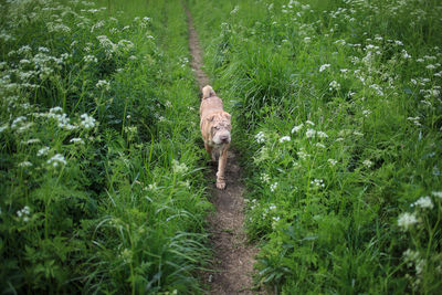 Cat walking on grass