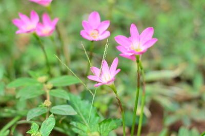 Close-up of pink flowering plant