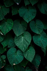 Green plant leaves in the nature in autumn season, green background