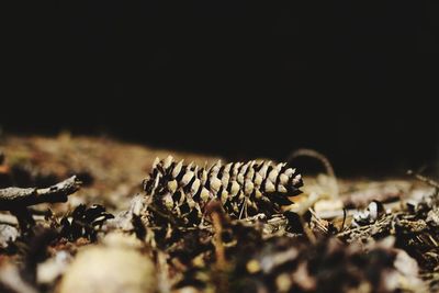 Close-up of insect on land