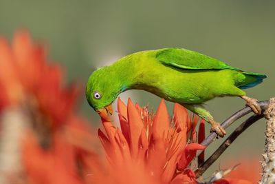 Close-up of parrot perching on leaf