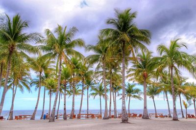 Palm trees on beach against sky