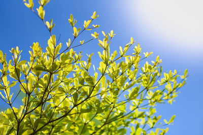 Low angle view of plant against clear blue sky