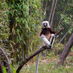 Monkey sitting on a tree