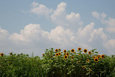 Yellow flowering plants on field against sky