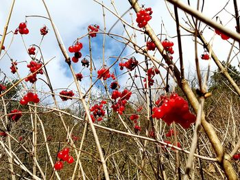 Low angle view of red berries on tree against sky