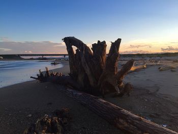 Driftwood on beach against sky during sunset