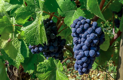 Close-up of grapes growing in vineyard