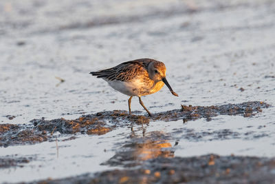 Close-up of bird perching on snow