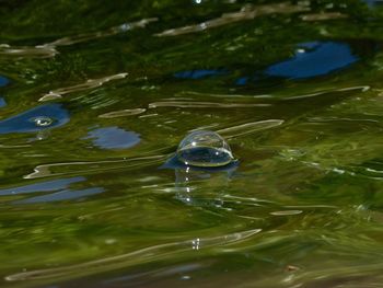 High angle view of duck swimming in lake