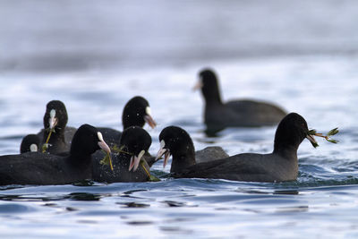 The eurasian coot on a lake in winter, soderica, croatia