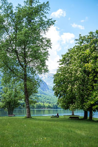 Trees by lake against sky