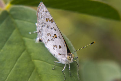 Close-up of butterfly on leaf