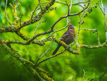 Close-up of bird perching on tree