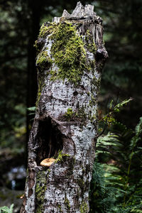Close-up of mushroom growing on tree trunk