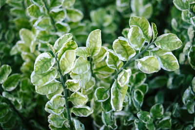 Close-up of fresh green leaves on plant