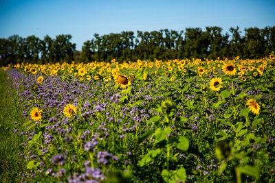 Scenic view of sunflower field