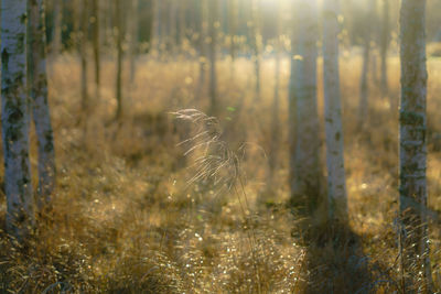 View of spider on land in the background
