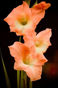 Close-up of day lily blooming against black background