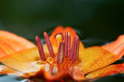 Close-up of orange rose flower