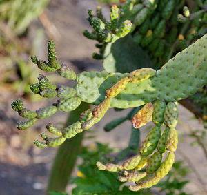 Close-up of succulent plant