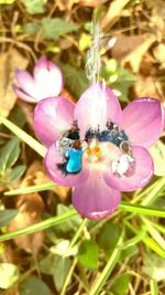 Close-up of honey bee pollinating flower