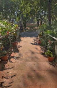 Plants and trees in sunlight