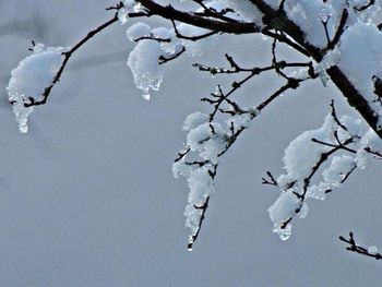 Snow covered trees