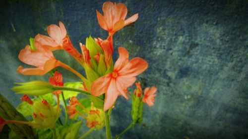 Close-up of orange day lily blooming outdoors