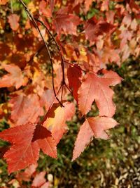 Close-up of maple leaves on tree
