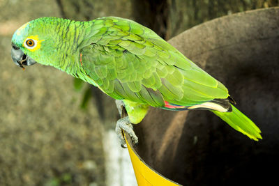 Close-up of parrot perching on leaf papagaio