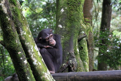 Low angle view of monkey on tree