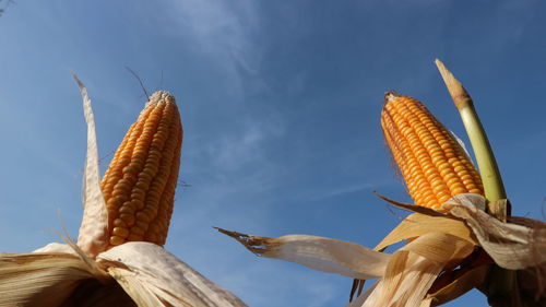 Low angle view of corn against sky