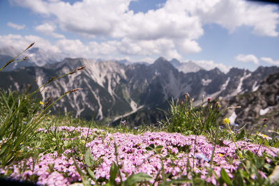 Close-up of purple flowering plants on land against cloudy sky