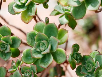 Close-up of succulent plant