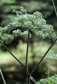 Close-up of white flowering plant