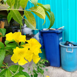 Close-up of yellow potted plant