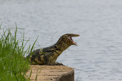 Komodo dragon with mouth open by lake