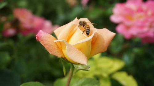 Close-up of yellow flower blooming outdoors