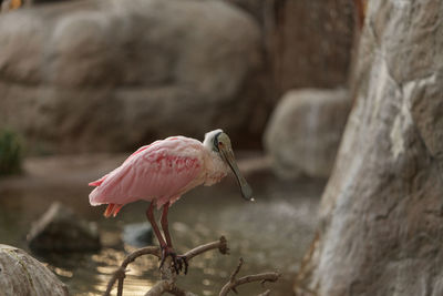 Side view of a bird against blurred background