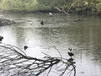 View of birds in lake