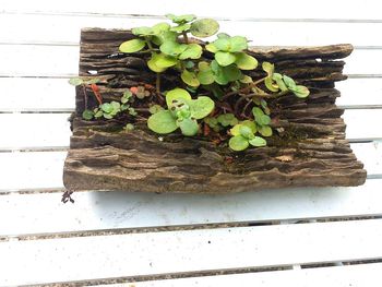 Close-up of ivy on plant